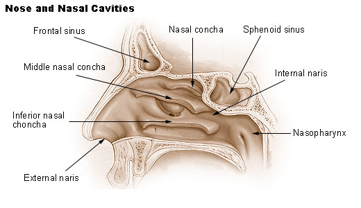 Rhinoplasty London